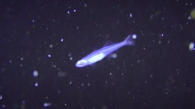 Şeffaf kayabalığı (Aphia minuta).