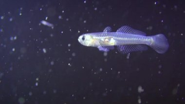 Şeffaf kayabalığı (Aphia minuta).