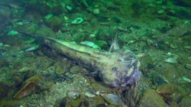 Ölü Rus kamçısı kaya balığı (Mesogobius batrachocephalus).