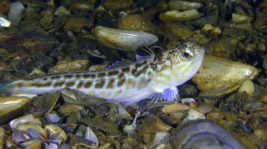 Zehirli balık büyük birliktebir (Trachinus draco).