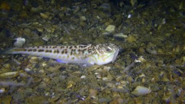 Zehirli balık büyük birliktebir (Trachinus draco).