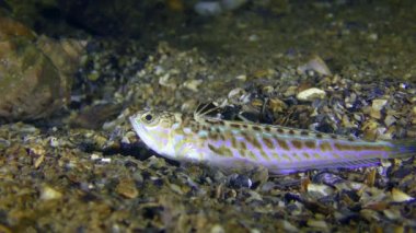 Zehirli balık büyük birliktebir (Trachinus draco).