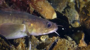 Kıyı rockling ya da Akdeniz rockling (Gaidropsarus mediterraneus).