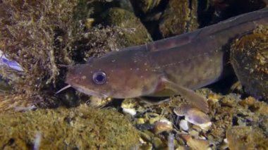 Kıyı rockling ya da Akdeniz rockling (Gaidropsarus mediterraneus).