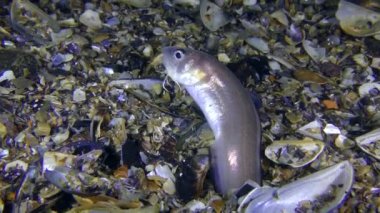 Roche'un yılan blenny (Ophidion rochei).