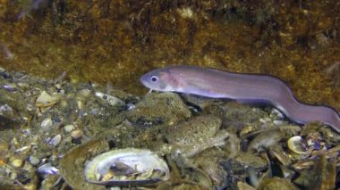Roche'un yılan blenny (Ophidion rochei).