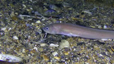 Roche'un yılan blenny (Ophidion rochei).