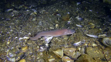 Roche'un yılan blenny (Ophidion rochei).