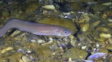 Roche'un yılan blenny (Ophidion rochei).