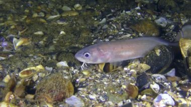 Roche'un yılan blenny (Ophidion rochei).