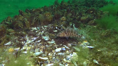 Gri wrasse (Symphodus cinereus yetiştiriciliği).