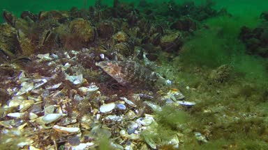 Gri wrasse (Symphodus cinereus yetiştiriciliği).