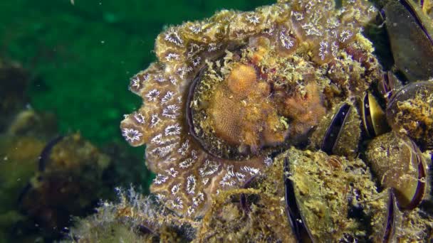 Zlatá hvězda Tunicate (Botryllus schlosseri). — Stock video