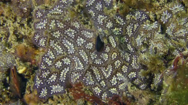 Tunicate Estrella de Oro (Botryllus schlosseri ). — Vídeo de stock
