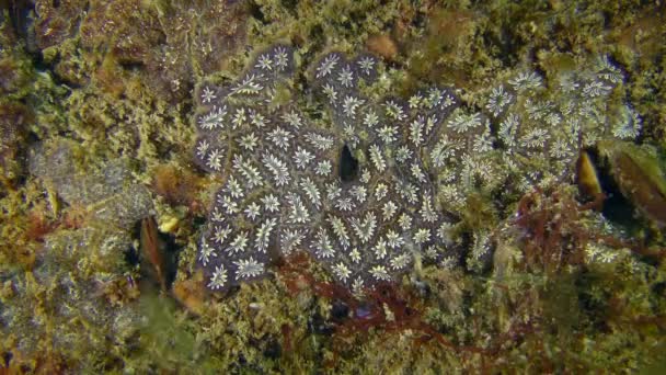 Golden Star Tunicate (Botryllus schlosseri). — Stock Video