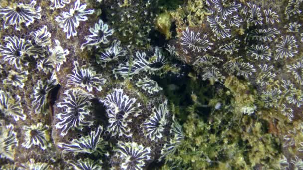 Zlatá hvězda Tunicate (Botryllus schlosseri). — Stock video