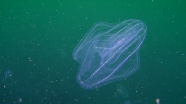 Ctenophora Warty hřeben želé (druh Mnemiopsis leidyi). — Stock video