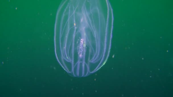 Ctenophora vårtliknande kam gelé (Mnemiopsis leidyi). — Stockvideo