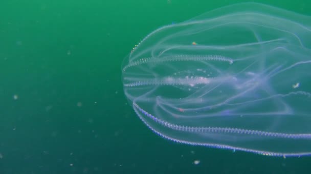 Ctenophora vårtliknande kam gelé (Mnemiopsis leidyi). — Stockvideo