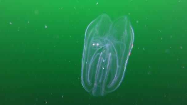 Ctenophora Warty sisir jelly (Mnemiopsis leidyi ). — Stok Video