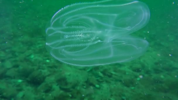 Ctenophora American comb jelly (Mnemiopsis leidyi). — Stock Video