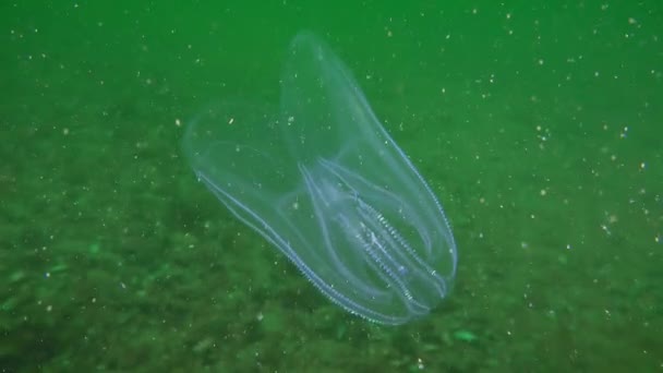 Ctenophora Amerikan kamma gelé (Mnemiopsis leidyi). — Stockvideo