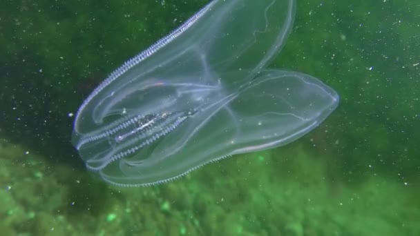 Geleia de pente de verruga de noz do mar (Mnemiopsis leidyi ). — Vídeo de Stock