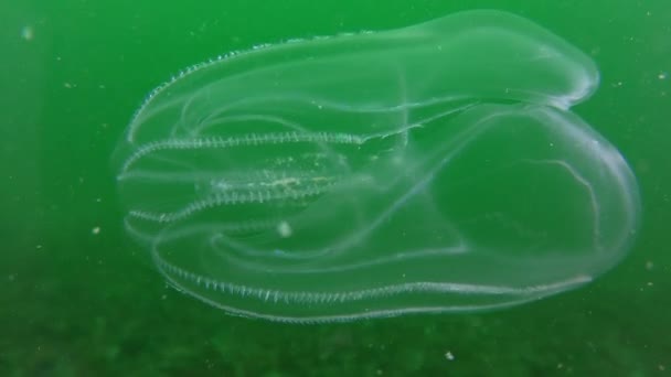 Geleia de pente de verruga de noz do mar (Mnemiopsis leidyi ). — Vídeo de Stock