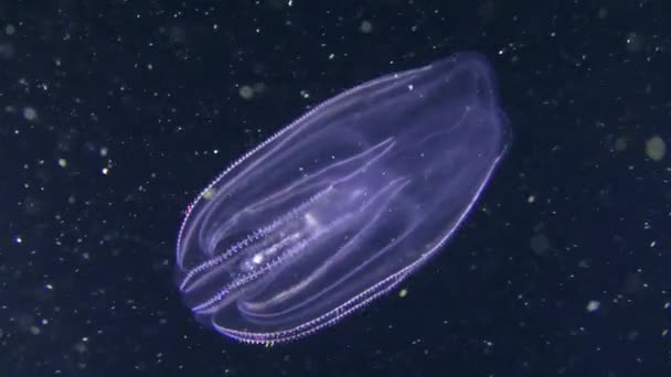 Fésűs medúza (Mnemiopsis leidyi) fekete háttér.. — Stock videók