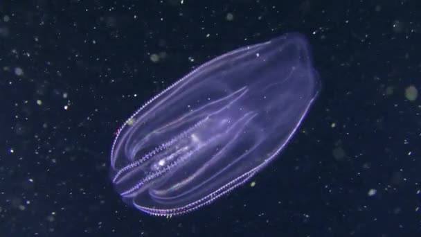 Warty comb jelly (druh Mnemiopsis leidyi) na černém pozadí.. — Stock video