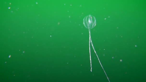 Moři medúzy angrešt (Pleurobrachia klobouk (houby)). — Stock video
