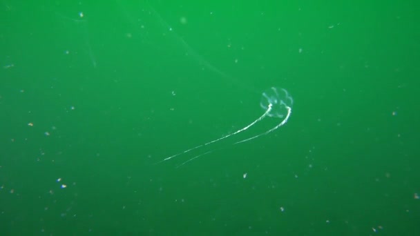 Groselha espinhosa do mar de Ctenophora (Pleurobrachia pileus ). — Vídeo de Stock