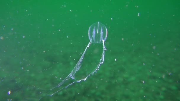 Comb jelly Sea gooseberry (Pleurobrachia pileus). — Stock Video