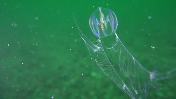 Comb jelly zee kruisbes (Pleurobrachia hoed). — Stockvideo