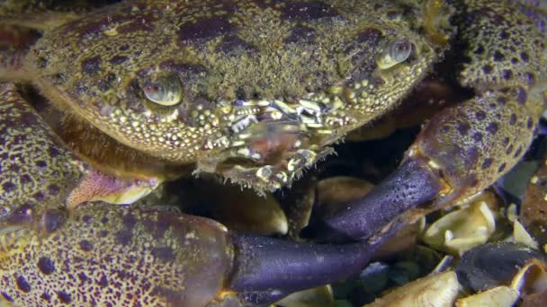 Warty krab of gele shore krab (Eriphia verrucosa). — Stockvideo