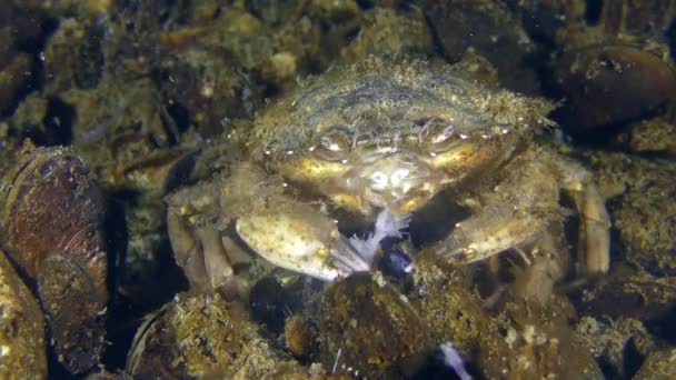Grön krabba eller Shore krabba (Carcinus största): näring. — Stockvideo