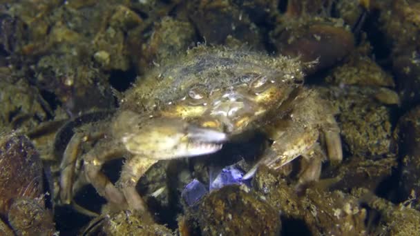 Green crab or Shore crab (Carcinus maenas): nutrition. — Stock Video