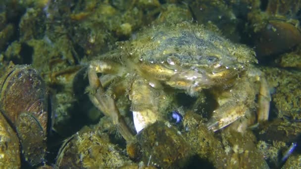 緑のカニや海岸カニ (チチュウカイミドリガニ maenas): 栄養. — ストック動画