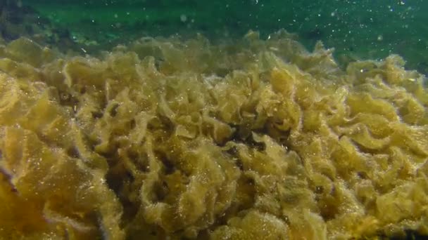 Brown algae (Punctaria latifolia). — Stock Video