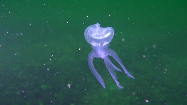 Обыкновенная медуза (Aurelia aurita): аномальная форма . — стоковое видео