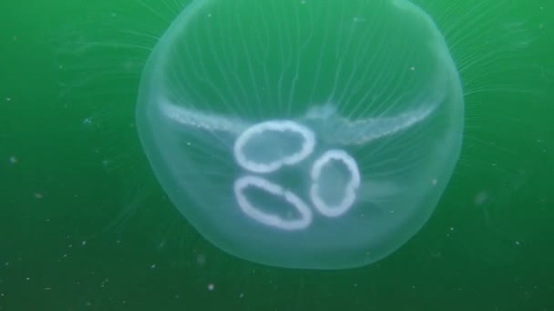 Meduse comuni (Aurelia aurita): forma anomala . — Video Stock