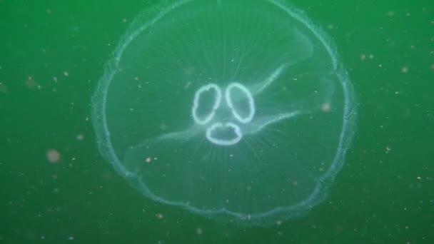 Meduse comuni (Aurelia aurita): forma anomala . — Video Stock