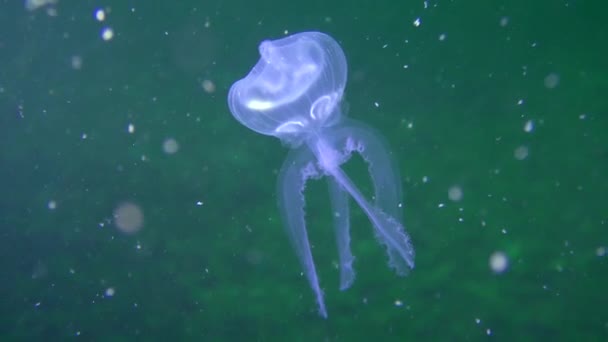 Medusas comuns (Aurelia aurita): forma anómala . — Vídeo de Stock