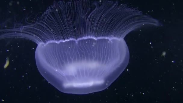 Medúz (Aurelia aurita) na tmavém pozadí. — Stock video