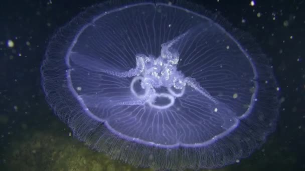 Обыкновенная медуза (Aurelia aurita) на тёмном фоне . — стоковое видео