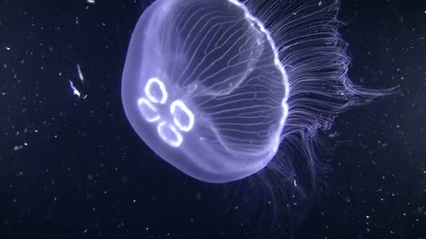 Обыкновенная медуза (Aurelia aurita) на тёмном фоне . — стоковое видео