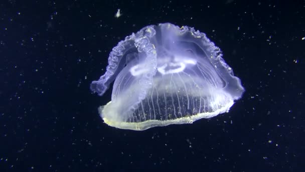 Common jellyfish (Aurelia aurita) on a dark background. — Stock Video