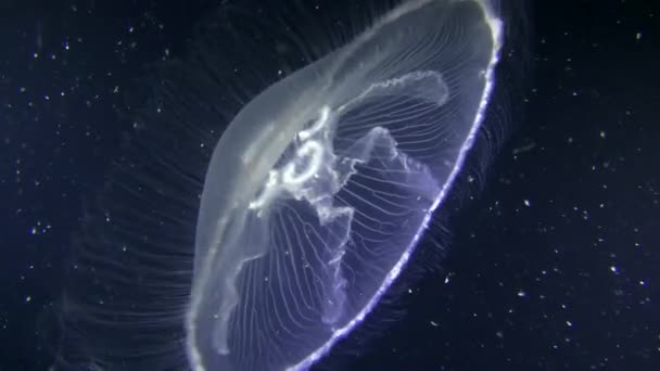 Meduze comune (Aurelia aurita) pe un fundal întunecat . — Videoclip de stoc