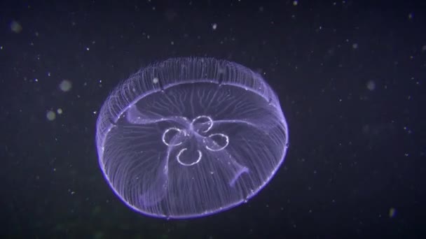 Meduse comuni (Aurelia aurita) su sfondo scuro . — Video Stock