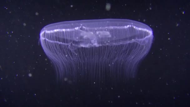 Common jellyfish (Aurelia aurita) on a dark background. — Stock Video